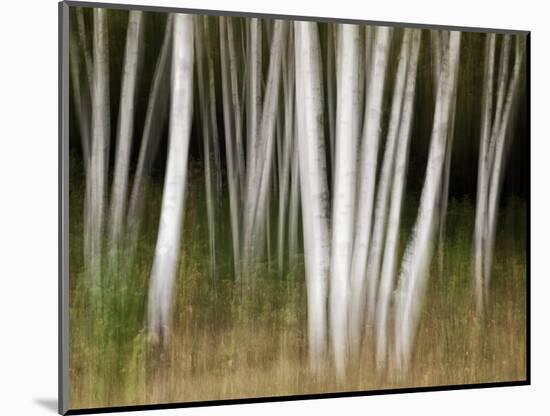 USA, New Hampshire, White Mountains, White birches abstract-Ann Collins-Mounted Photographic Print