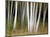 USA, New Hampshire, White Mountains, White birches abstract-Ann Collins-Mounted Photographic Print