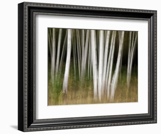 USA, New Hampshire, White Mountains, White birches abstract-Ann Collins-Framed Photographic Print