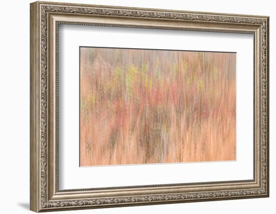 USA, New Jersey, Cape May. Abstract of trees in autumn foliage.-Jaynes Gallery-Framed Photographic Print