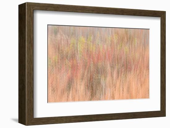 USA, New Jersey, Cape May. Abstract of trees in autumn foliage.-Jaynes Gallery-Framed Photographic Print