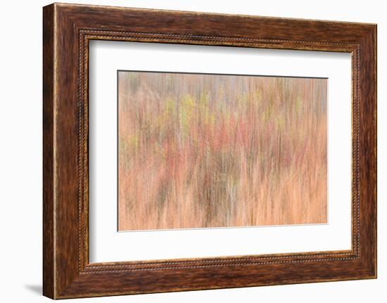 USA, New Jersey, Cape May. Abstract of trees in autumn foliage.-Jaynes Gallery-Framed Photographic Print