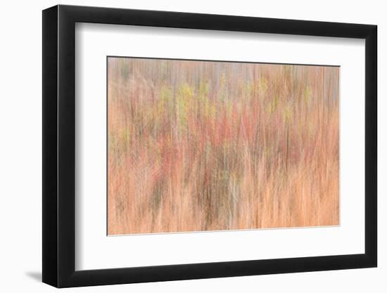 USA, New Jersey, Cape May. Abstract of trees in autumn foliage.-Jaynes Gallery-Framed Photographic Print