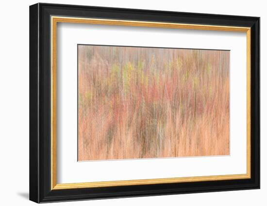 USA, New Jersey, Cape May. Abstract of trees in autumn foliage.-Jaynes Gallery-Framed Photographic Print