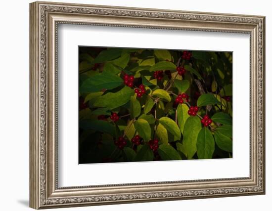 USA, New Jersey, Cape May. Close-up of green leaves and red berries.-Jaynes Gallery-Framed Photographic Print