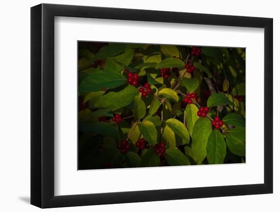 USA, New Jersey, Cape May. Close-up of green leaves and red berries.-Jaynes Gallery-Framed Photographic Print
