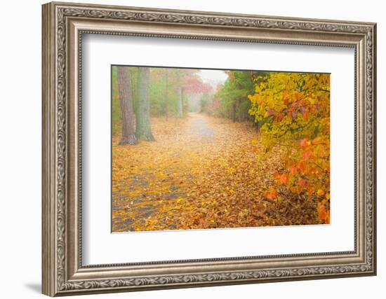 USA, New Jersey, Cape May. Leaf-covered road through autumn forest.-Jaynes Gallery-Framed Photographic Print