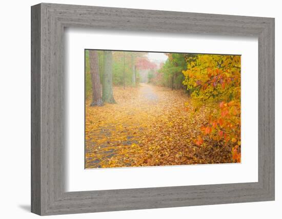 USA, New Jersey, Cape May. Leaf-covered road through autumn forest.-Jaynes Gallery-Framed Photographic Print