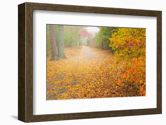 USA, New Jersey, Cape May. Leaf-covered road through autumn forest.-Jaynes Gallery-Framed Photographic Print