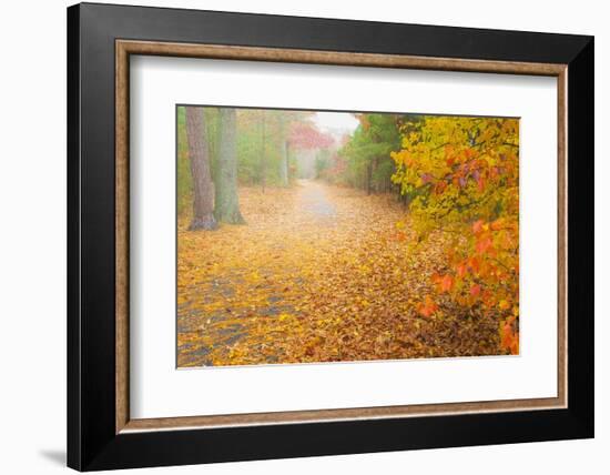 USA, New Jersey, Cape May. Leaf-covered road through autumn forest.-Jaynes Gallery-Framed Photographic Print