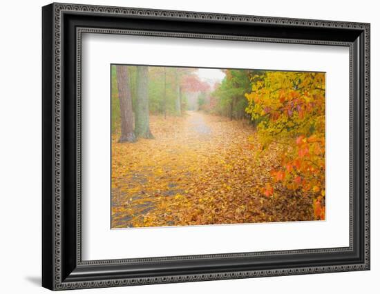 USA, New Jersey, Cape May. Leaf-covered road through autumn forest.-Jaynes Gallery-Framed Photographic Print