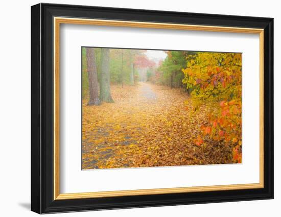 USA, New Jersey, Cape May. Leaf-covered road through autumn forest.-Jaynes Gallery-Framed Photographic Print