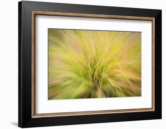 USA, New Jersey, Cape May National Seashore. Abstract sunrise on waving grasses.-Jaynes Gallery-Framed Photographic Print