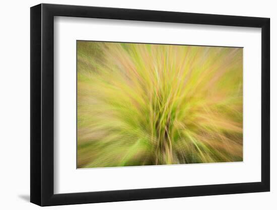 USA, New Jersey, Cape May National Seashore. Abstract sunrise on waving grasses.-Jaynes Gallery-Framed Photographic Print