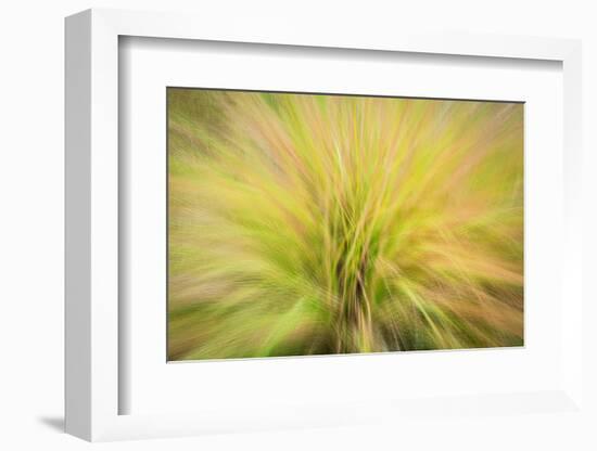 USA, New Jersey, Cape May National Seashore. Abstract sunrise on waving grasses.-Jaynes Gallery-Framed Photographic Print