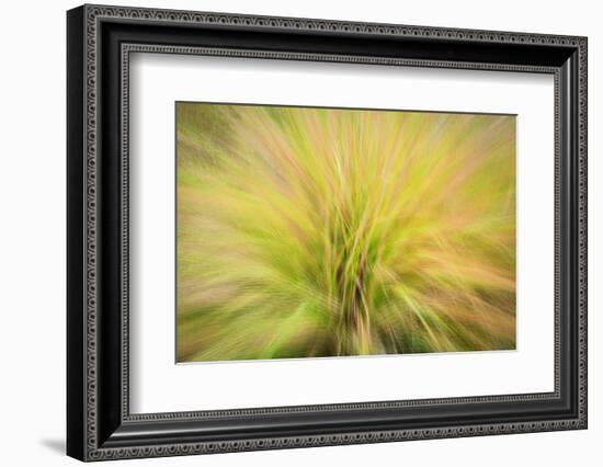 USA, New Jersey, Cape May National Seashore. Abstract sunrise on waving grasses.-Jaynes Gallery-Framed Photographic Print