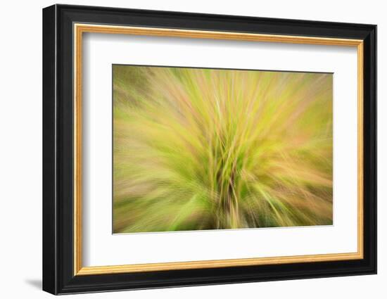 USA, New Jersey, Cape May National Seashore. Abstract sunrise on waving grasses.-Jaynes Gallery-Framed Photographic Print