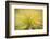 USA, New Jersey, Cape May National Seashore. Abstract sunrise on waving grasses.-Jaynes Gallery-Framed Photographic Print