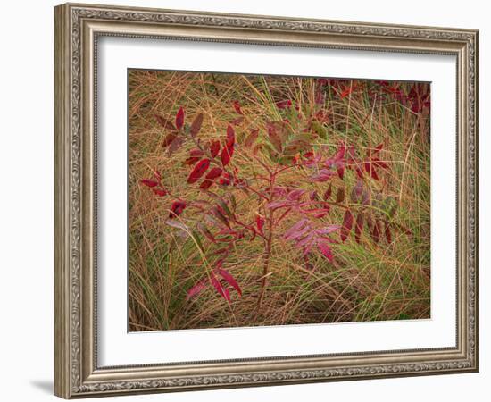 USA, New Jersey, Cape May National Seashore. Autumn colors on marsh sapling.-Jaynes Gallery-Framed Photographic Print