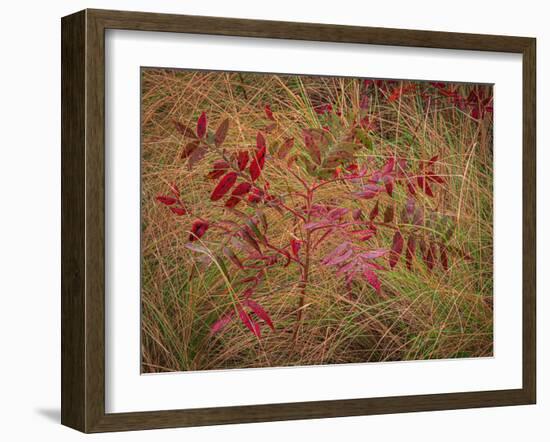 USA, New Jersey, Cape May National Seashore. Autumn colors on marsh sapling.-Jaynes Gallery-Framed Photographic Print