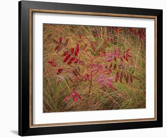 USA, New Jersey, Cape May National Seashore. Autumn colors on marsh sapling.-Jaynes Gallery-Framed Photographic Print