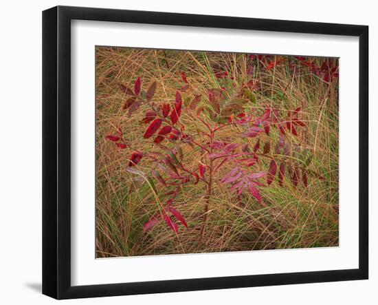 USA, New Jersey, Cape May National Seashore. Autumn colors on marsh sapling.-Jaynes Gallery-Framed Photographic Print