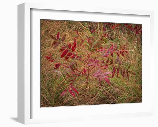 USA, New Jersey, Cape May National Seashore. Autumn colors on marsh sapling.-Jaynes Gallery-Framed Photographic Print