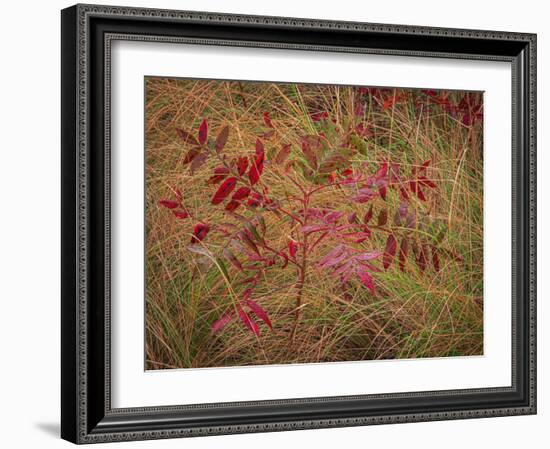 USA, New Jersey, Cape May National Seashore. Autumn colors on marsh sapling.-Jaynes Gallery-Framed Photographic Print