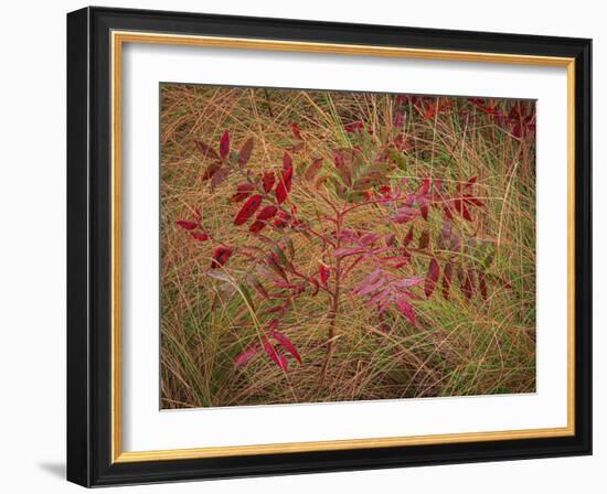 USA, New Jersey, Cape May National Seashore. Autumn colors on marsh sapling.-Jaynes Gallery-Framed Photographic Print