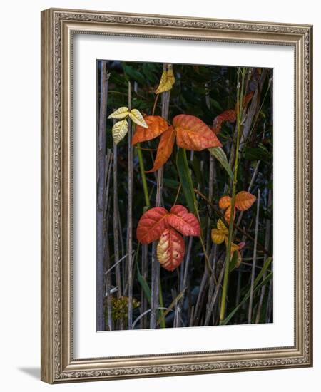 USA, New Jersey, Cape May National Seashore. Close-up of autumn-colored leaves.-Jaynes Gallery-Framed Photographic Print