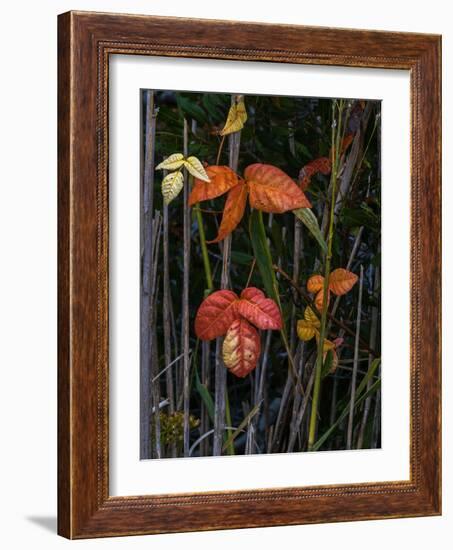 USA, New Jersey, Cape May National Seashore. Close-up of autumn-colored leaves.-Jaynes Gallery-Framed Photographic Print