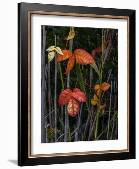 USA, New Jersey, Cape May National Seashore. Close-up of autumn-colored leaves.-Jaynes Gallery-Framed Photographic Print