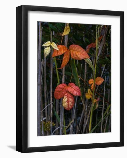 USA, New Jersey, Cape May National Seashore. Close-up of autumn-colored leaves.-Jaynes Gallery-Framed Photographic Print