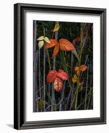 USA, New Jersey, Cape May National Seashore. Close-up of autumn-colored leaves.-Jaynes Gallery-Framed Photographic Print