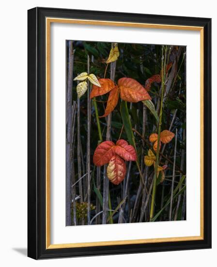 USA, New Jersey, Cape May National Seashore. Close-up of autumn-colored leaves.-Jaynes Gallery-Framed Photographic Print