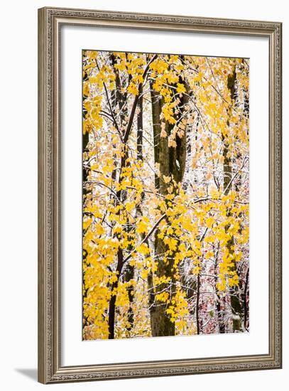 USA, New Jersey, Tewksbury Twp., Mountainville, Snowfall in Forest-Alison Jones-Framed Photographic Print