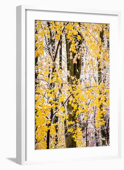 USA, New Jersey, Tewksbury Twp., Mountainville, Snowfall in Forest-Alison Jones-Framed Photographic Print