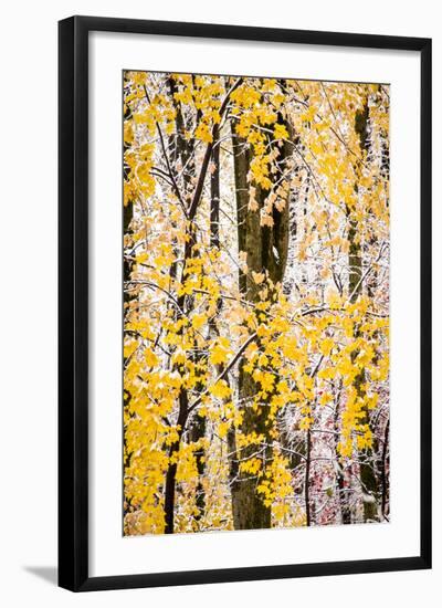 USA, New Jersey, Tewksbury Twp., Mountainville, Snowfall in Forest-Alison Jones-Framed Photographic Print