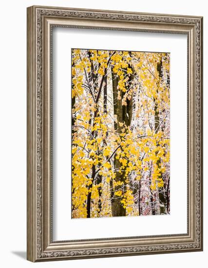 USA, New Jersey, Tewksbury Twp., Mountainville, Snowfall in Forest-Alison Jones-Framed Photographic Print