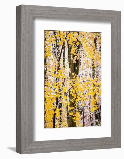 USA, New Jersey, Tewksbury Twp., Mountainville, Snowfall in Forest-Alison Jones-Framed Photographic Print