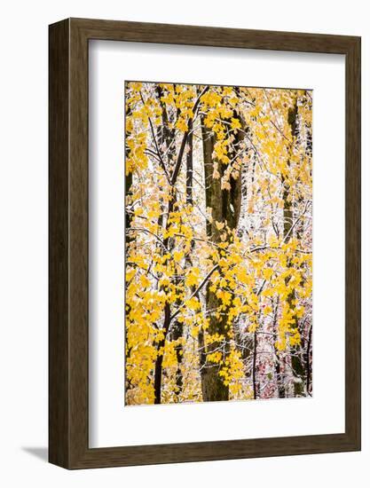 USA, New Jersey, Tewksbury Twp., Mountainville, Snowfall in Forest-Alison Jones-Framed Photographic Print