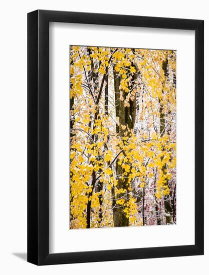 USA, New Jersey, Tewksbury Twp., Mountainville, Snowfall in Forest-Alison Jones-Framed Photographic Print