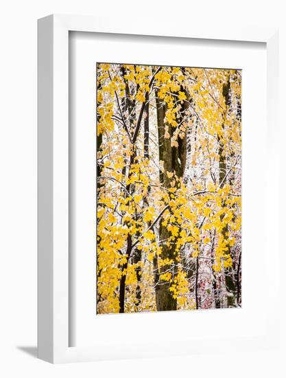 USA, New Jersey, Tewksbury Twp., Mountainville, Snowfall in Forest-Alison Jones-Framed Photographic Print