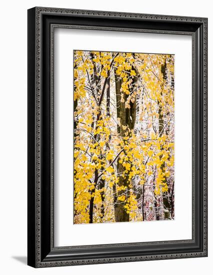 USA, New Jersey, Tewksbury Twp., Mountainville, Snowfall in Forest-Alison Jones-Framed Photographic Print