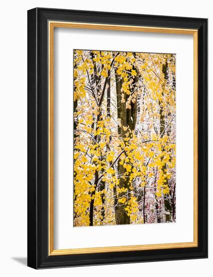 USA, New Jersey, Tewksbury Twp., Mountainville, Snowfall in Forest-Alison Jones-Framed Photographic Print