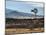 USA, New Mexico, Aermotor windmill and cattle pen-Ann Collins-Mounted Photographic Print