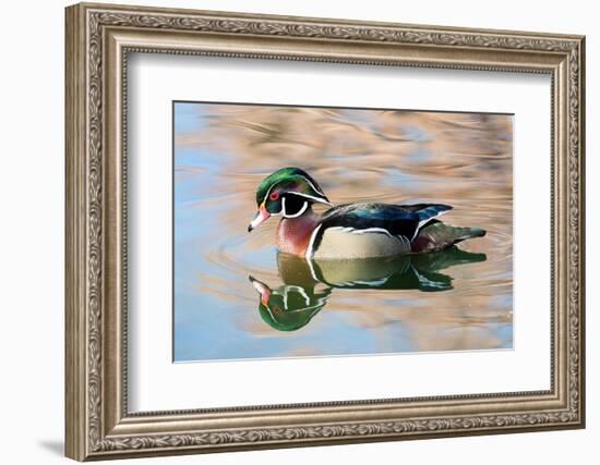 USA, New Mexico, Albuquerque. Male wood duck-Darrell Gulin-Framed Photographic Print