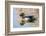 USA, New Mexico, Albuquerque. Male wood duck-Darrell Gulin-Framed Photographic Print