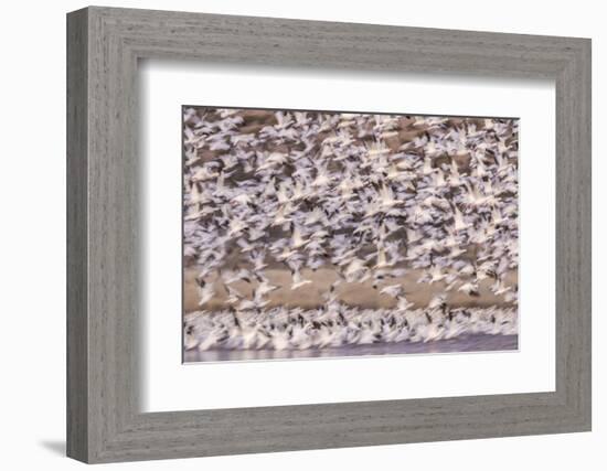 USA, New Mexico, Bosque del Apache. Blur of snow geese blastoff.-Jaynes Gallery-Framed Photographic Print