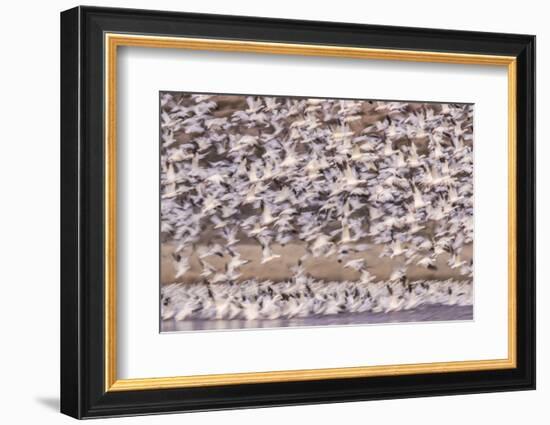 USA, New Mexico, Bosque del Apache. Blur of snow geese blastoff.-Jaynes Gallery-Framed Photographic Print